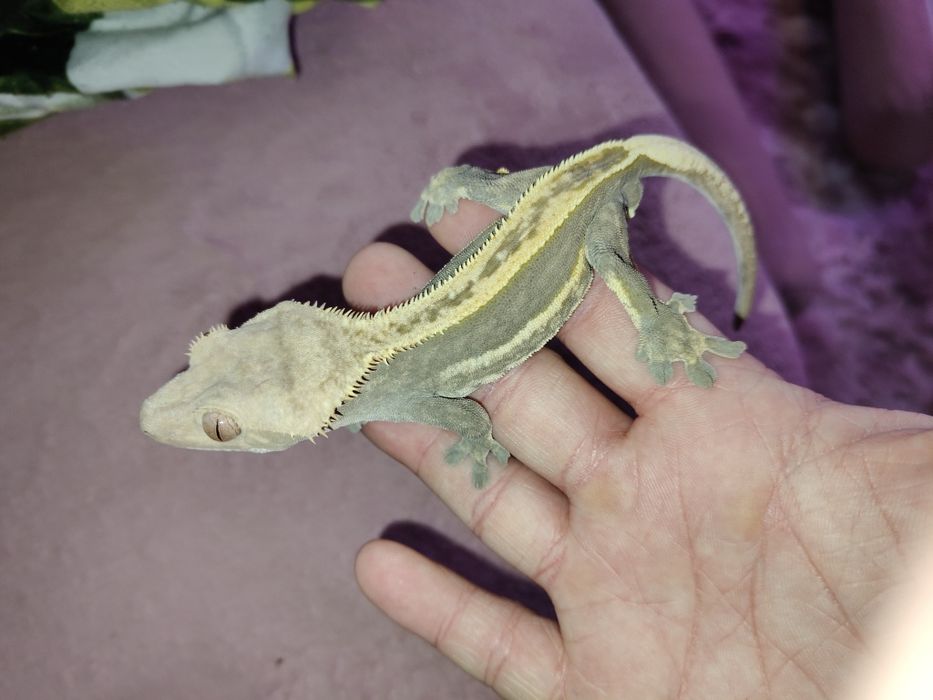 Gekon orzęsiony dorosły samiec