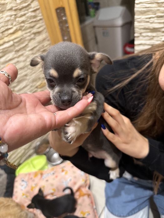 Chihuahua Szczeniaki Błękitne Chłopiec