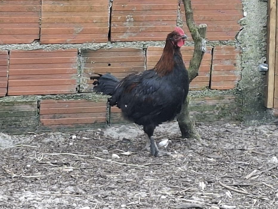 Aves de raça de várias idades