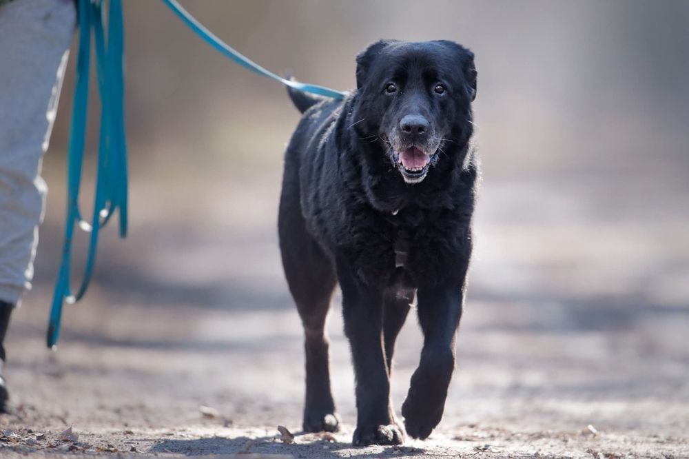 Duzy pies szuka domu, pilna adopcja