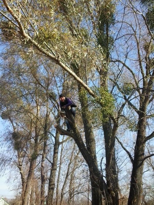 Зрізати дерево, зрізання дерев, спиляти дерево, обрізка дерев