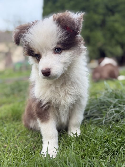 Suczka Border Collie
