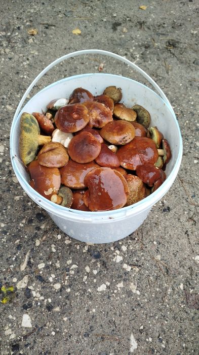 Suszone kapelusze podgrzybków