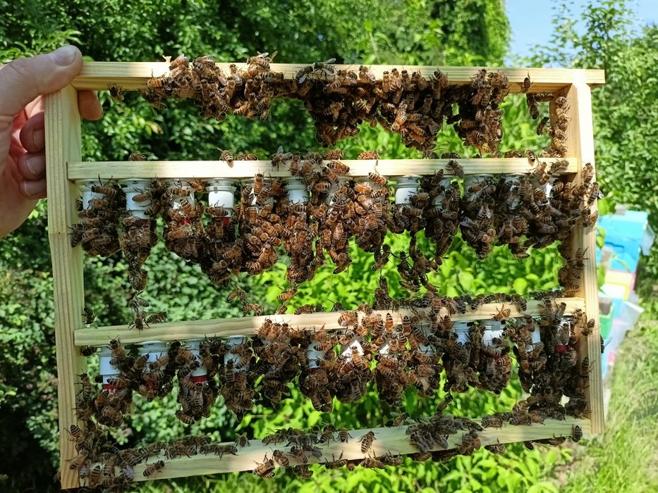 Odkłady pszczele na sezon 2026 - ramka wielkopolska