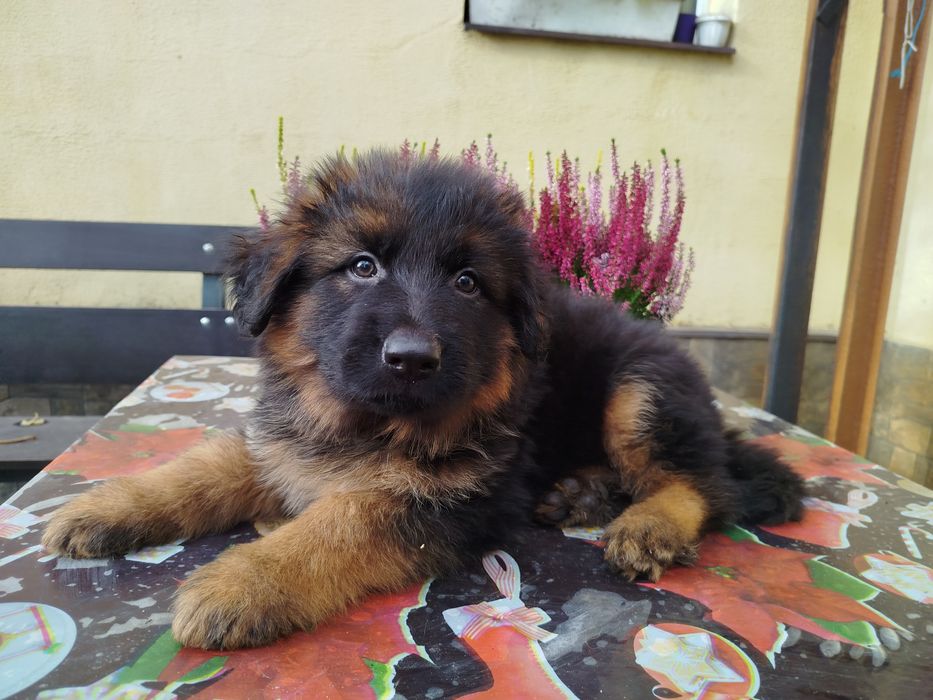 Сука Німецька вівчарка