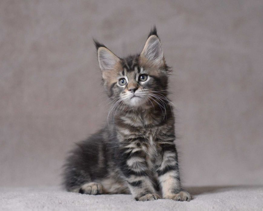 Dziewczynka maine coon z rodowodem FPL