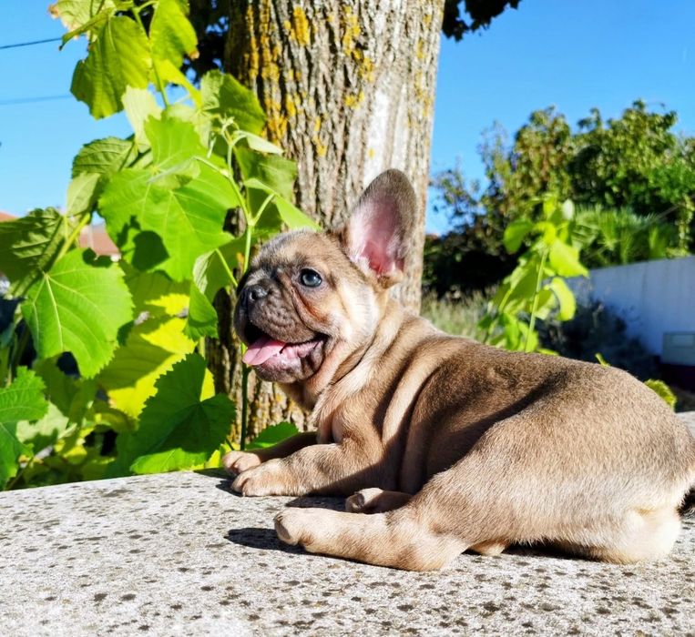 Bulldog Francês Macho