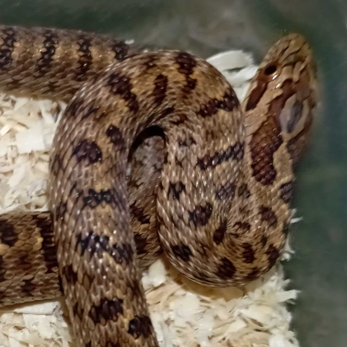 Wąż diony ( Elaphe dione)