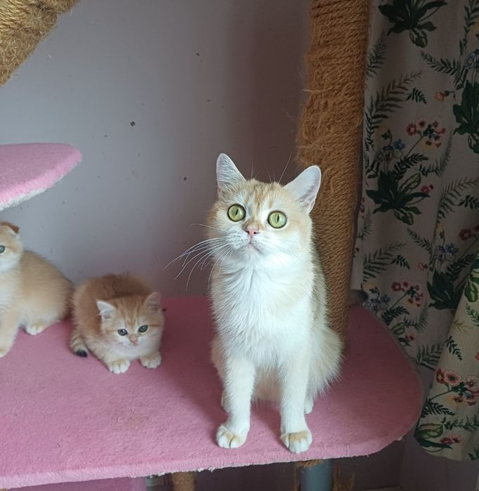 супер котики срочно