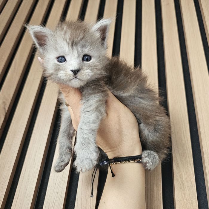 Kocurek  Maine coon rodowód fpl FIFe