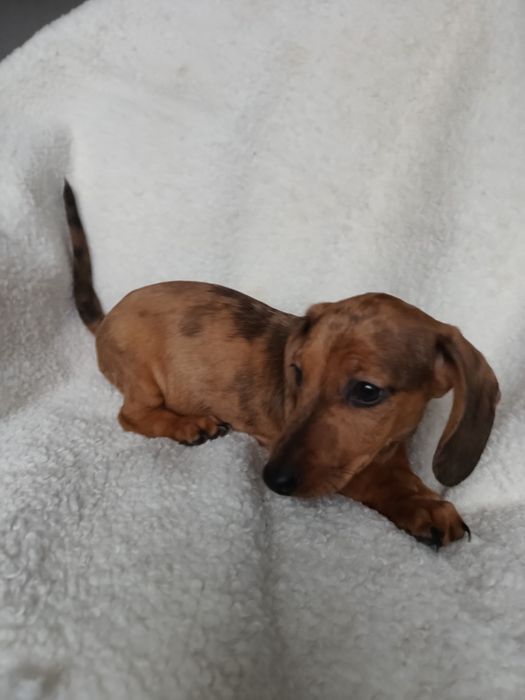 Jamnik krótkowłosy