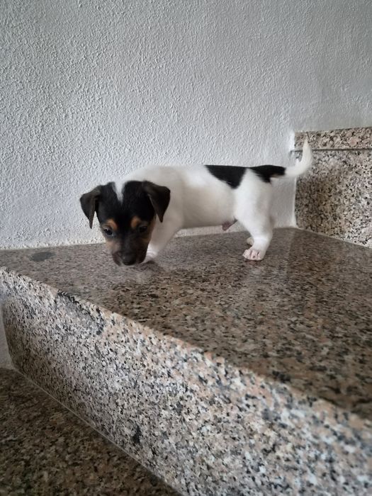 Jack russell terrier macho