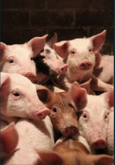 продам поросят 10-13кг