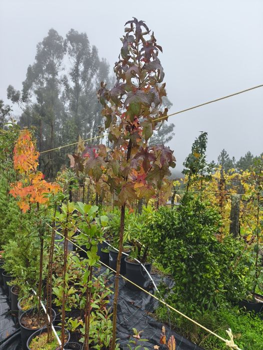 Liquidambar Styraciflua
