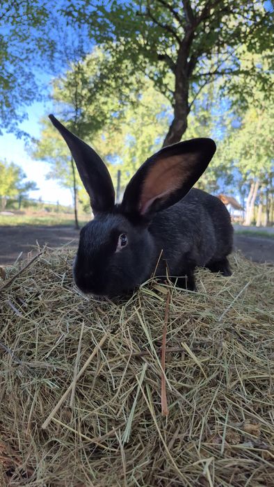 Продам кролика хлопчика