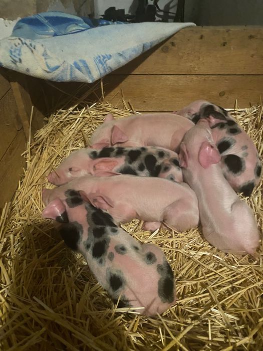 Продаю поросят есть кабанчики и свинки