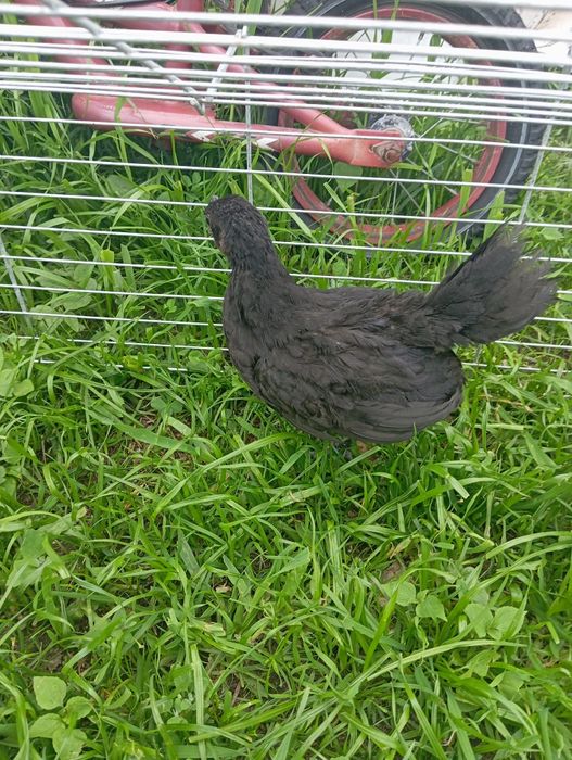 Kogut ayam cemani