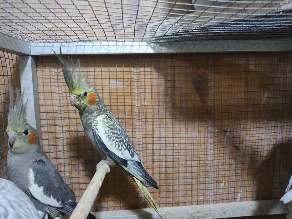 Nimfy wystawowe młode 2025