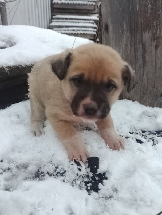 Цуценя хлопчик безкоштовно