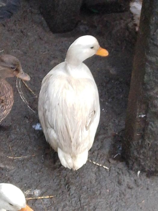 Kaczki Call duck parka