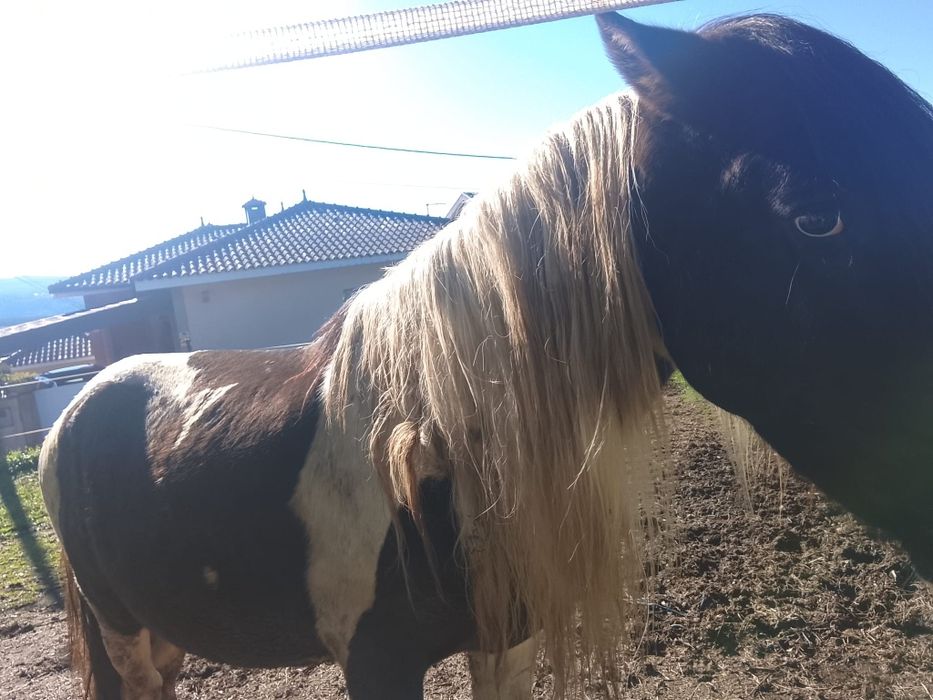 Cavalo macho de raça Pampa Brasileiro