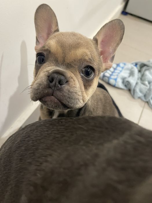 Filhote de Bulldog Francês - última disponivel
