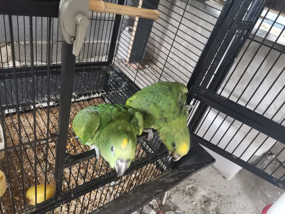 Casal de Amazonas ocrocephalas criados à mão