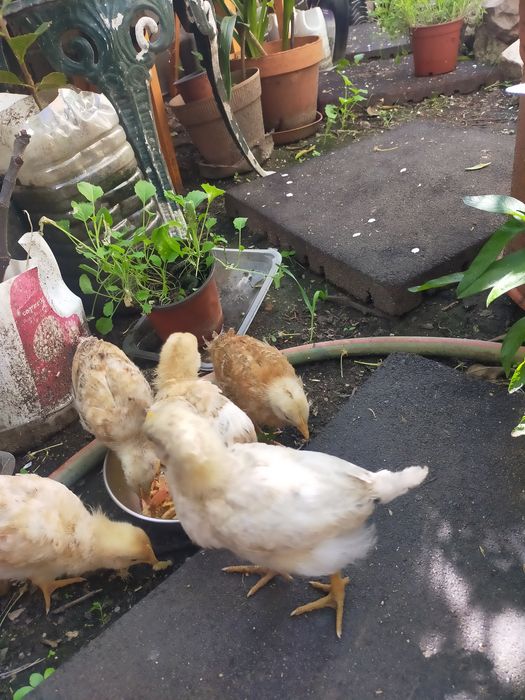 Vendo pintos alimentados com alimentação biológica