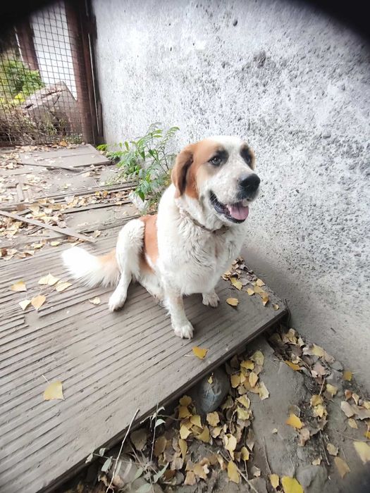 Отдам собачку в хорошие руки