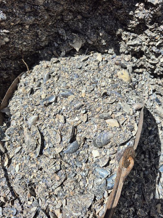 Ракушка / мушля кормова !!!