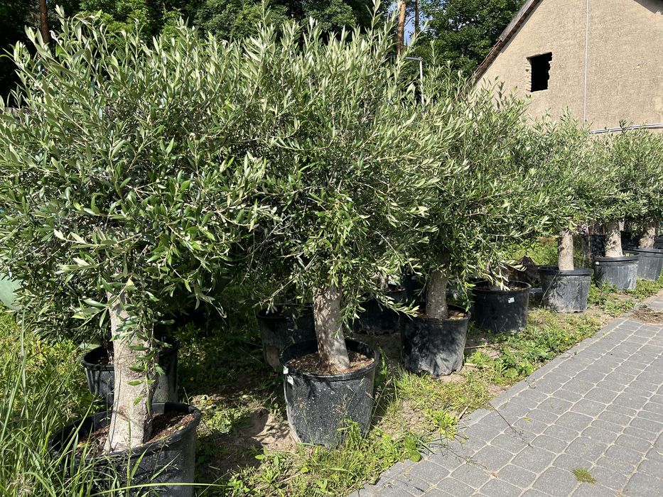 Oliwka Drzewo oliwne Arbequina 150–170 cm | Pień 35–45 cm | Transport 50 km gratis