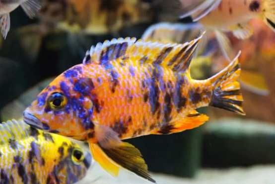 Aulonocara calico - Pyszczak do akwarium malawi| Hodowla Łajski
