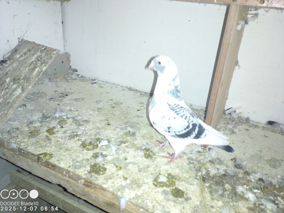 Gołębie bociany i nie tylko