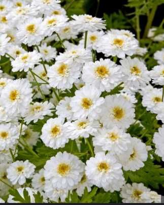 Złocień maruna - sadzonki