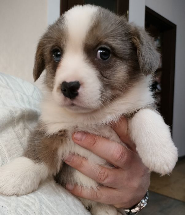 Welsh Corgi Cardigan
