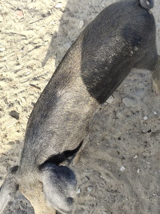 Leitão mangalitsa cruzado