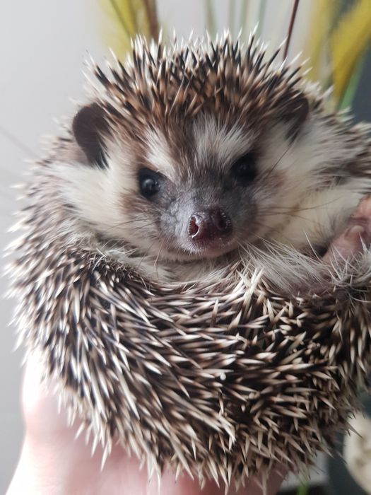 Jeż pigmejski Jeż afrykański