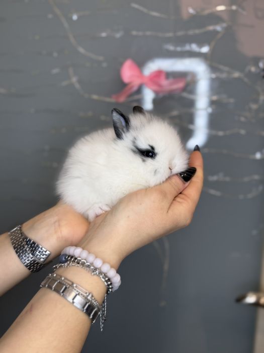 Чарівні кролики - mini bunny