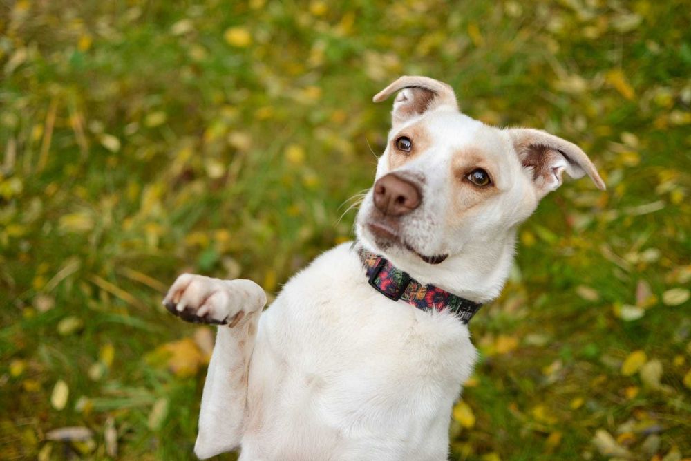 Forest pies ,który potrzebuje spokojnego domu