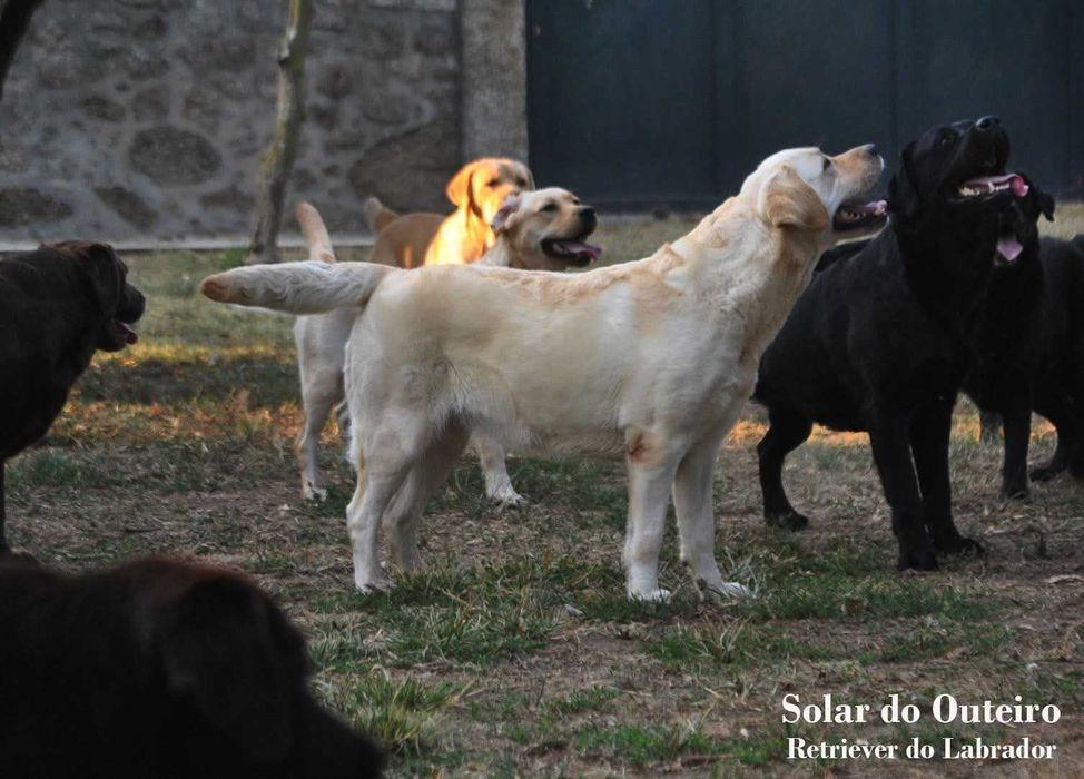 Labrador com LOP