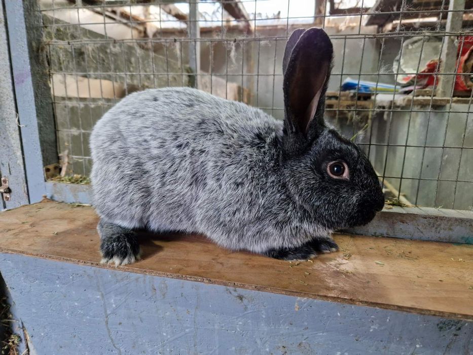 Термонська біла,Панон,Полтавське срібло