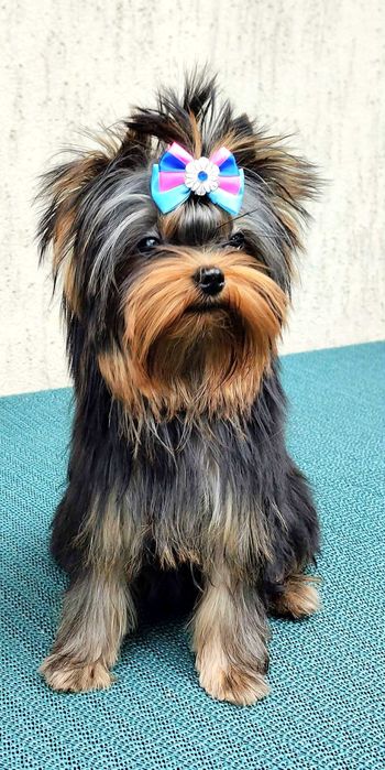 York , Yorki -  Śliczna suczka  Yorkshire Terrier  ZKwP   FCI .