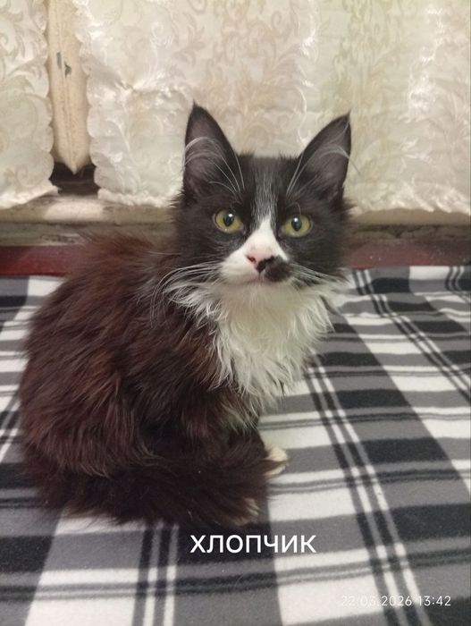 Прилаштовуються в надійні руки