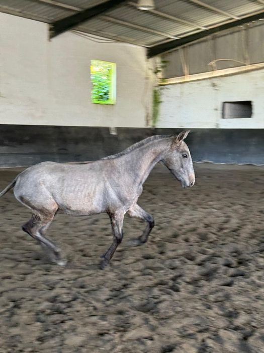 Poldro ruço lusitano