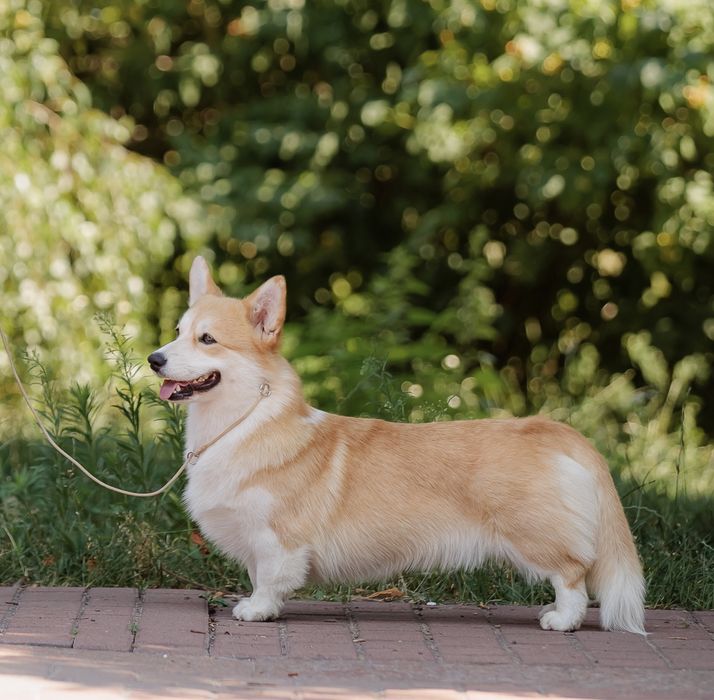 Вельш корги пемброк, мальчик