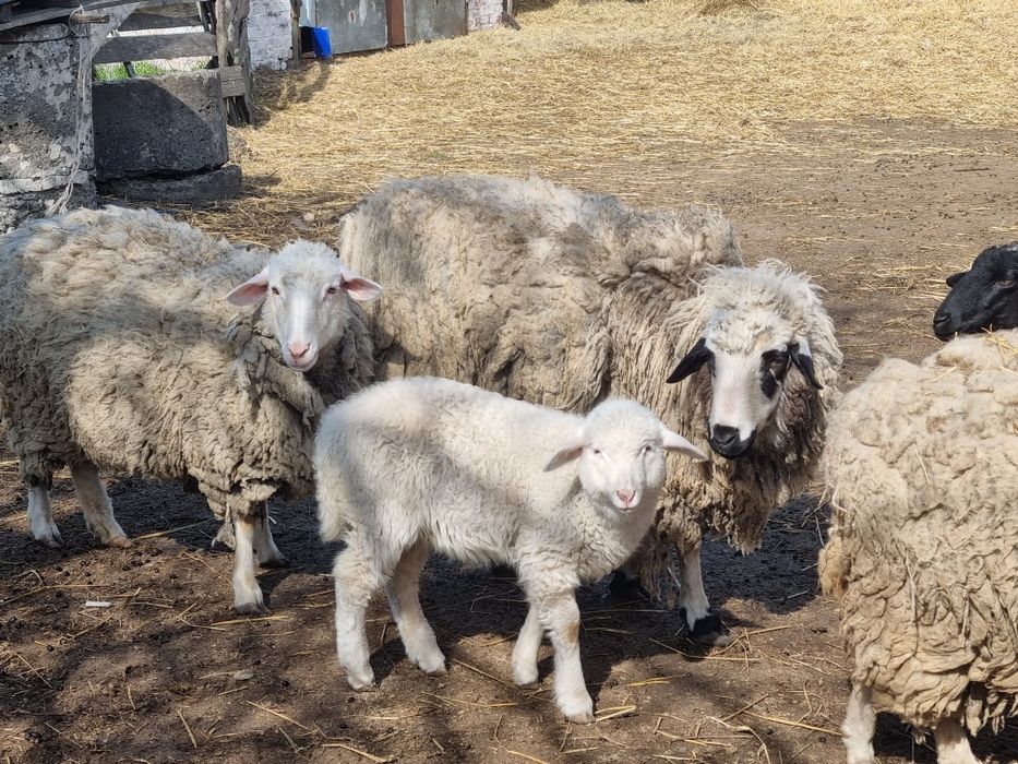 Продам овець, ціна договірна