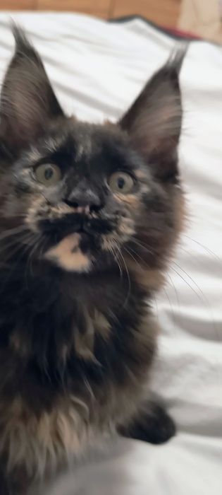 Kotka Maine coon do hodowli