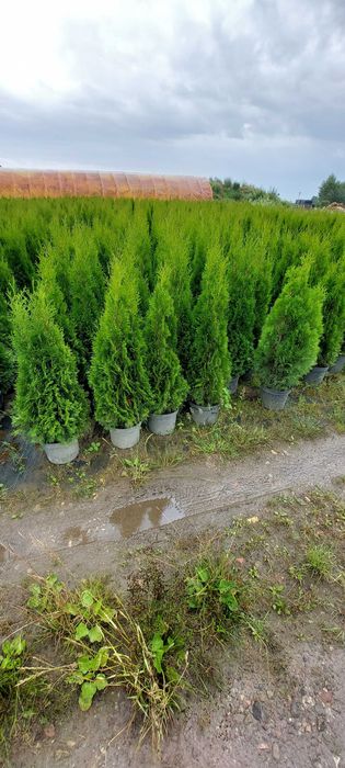 Tuja SZMARAGD 140-160cm w doniczce 7,5/10L