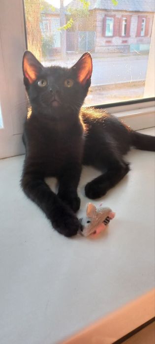 Кошенята в добрі руки