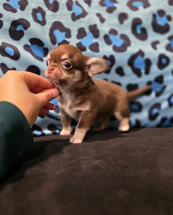 Chihuahua Macho  Chocolate Tan Pêlo Curto